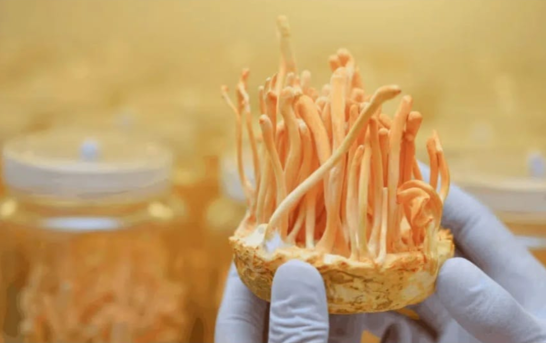 Cordyceps​